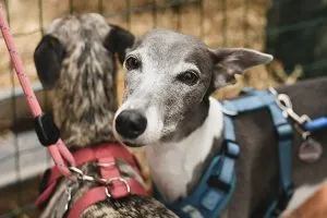 Elegant retired racing Greyhound, a gentle and low-maintenance dog with a sleek coat.