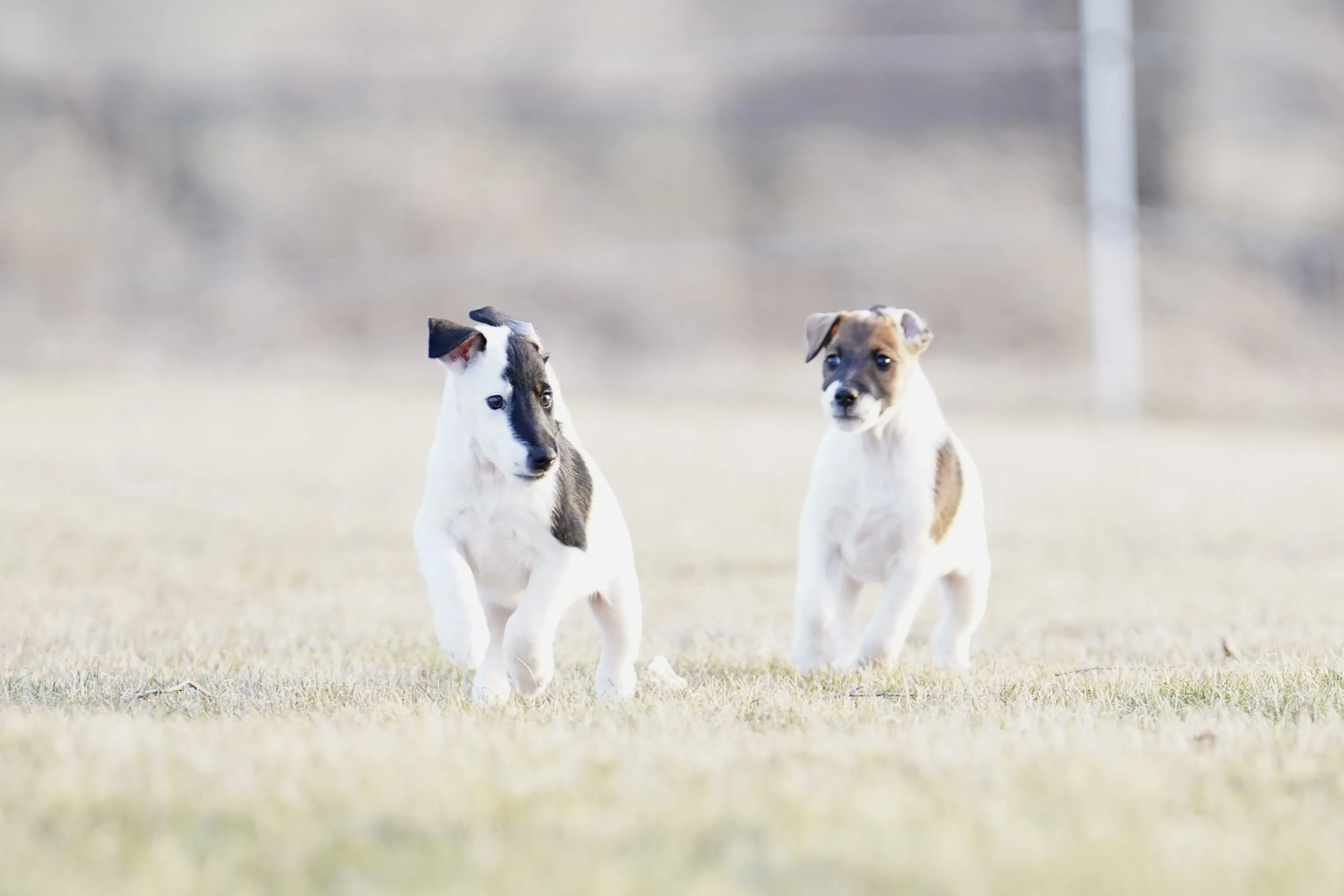 Elegant Smooth Fox Terrier standing proudly, representing the breed standard