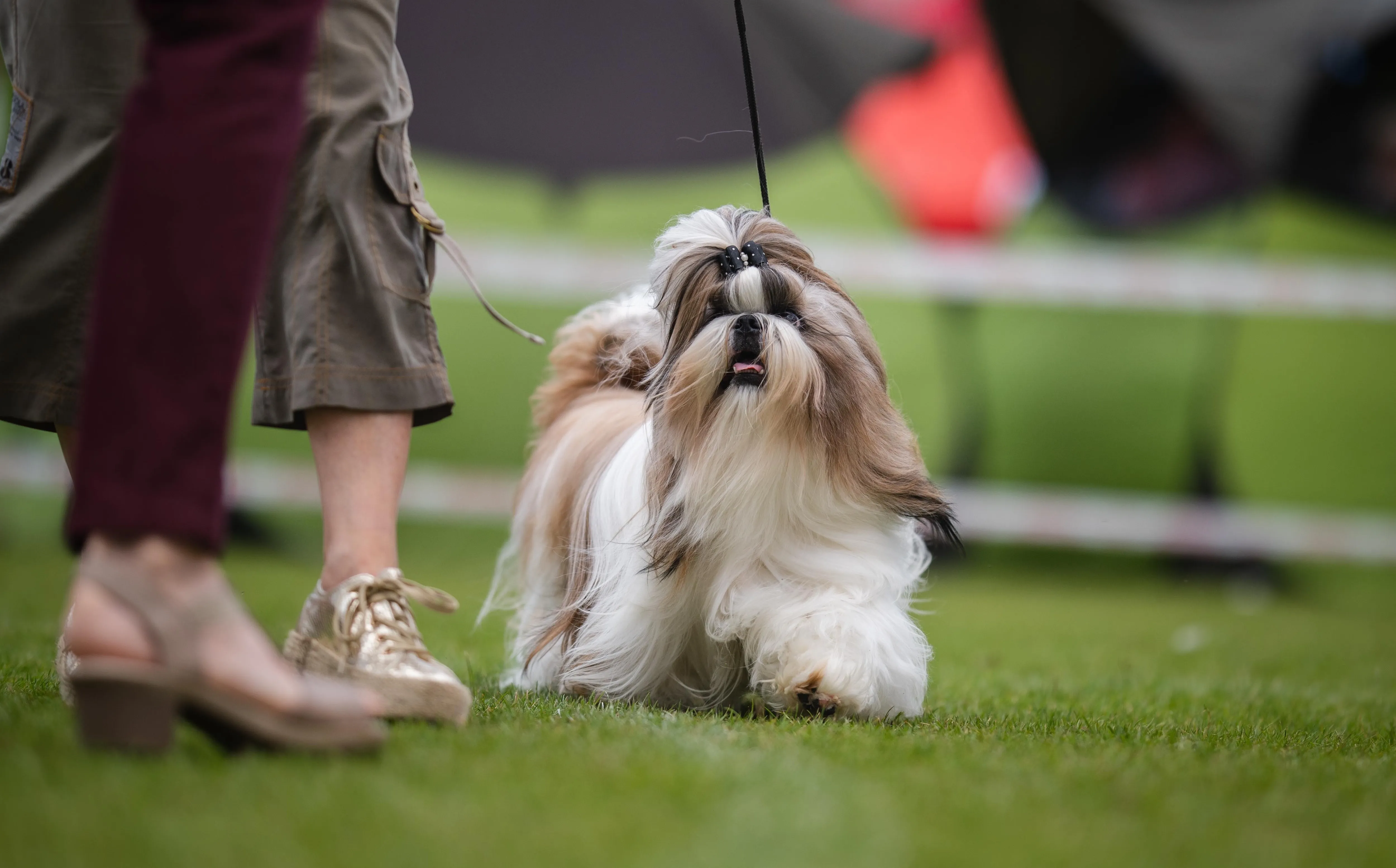 Elegantly groomed long-haired Shih Tzu at a dog show, showcasing its luxurious coat