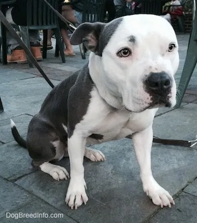 Ellie the Bullypit sitting outside under a table