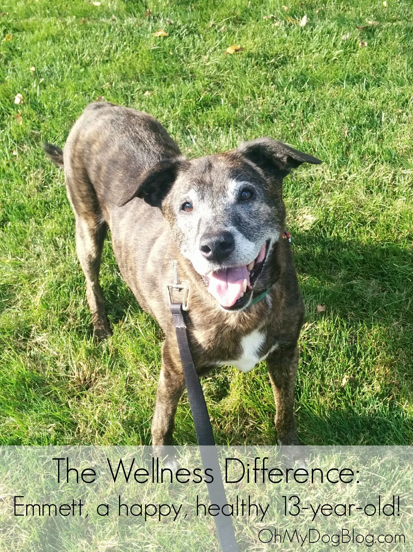 Emmett and the Wellness Difference