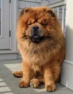 Emperor Han enjoying the farm from the steps, highlighting the benefits of a healthy diet for coat thickness and overall well-being in large dogs.