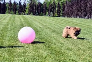 Emperor Han exploring a grassy field near a pool