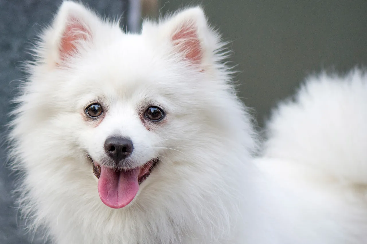 Energetic American Eskimo Dog playing outdoors, a smart and loyal medium-sized dog for active families