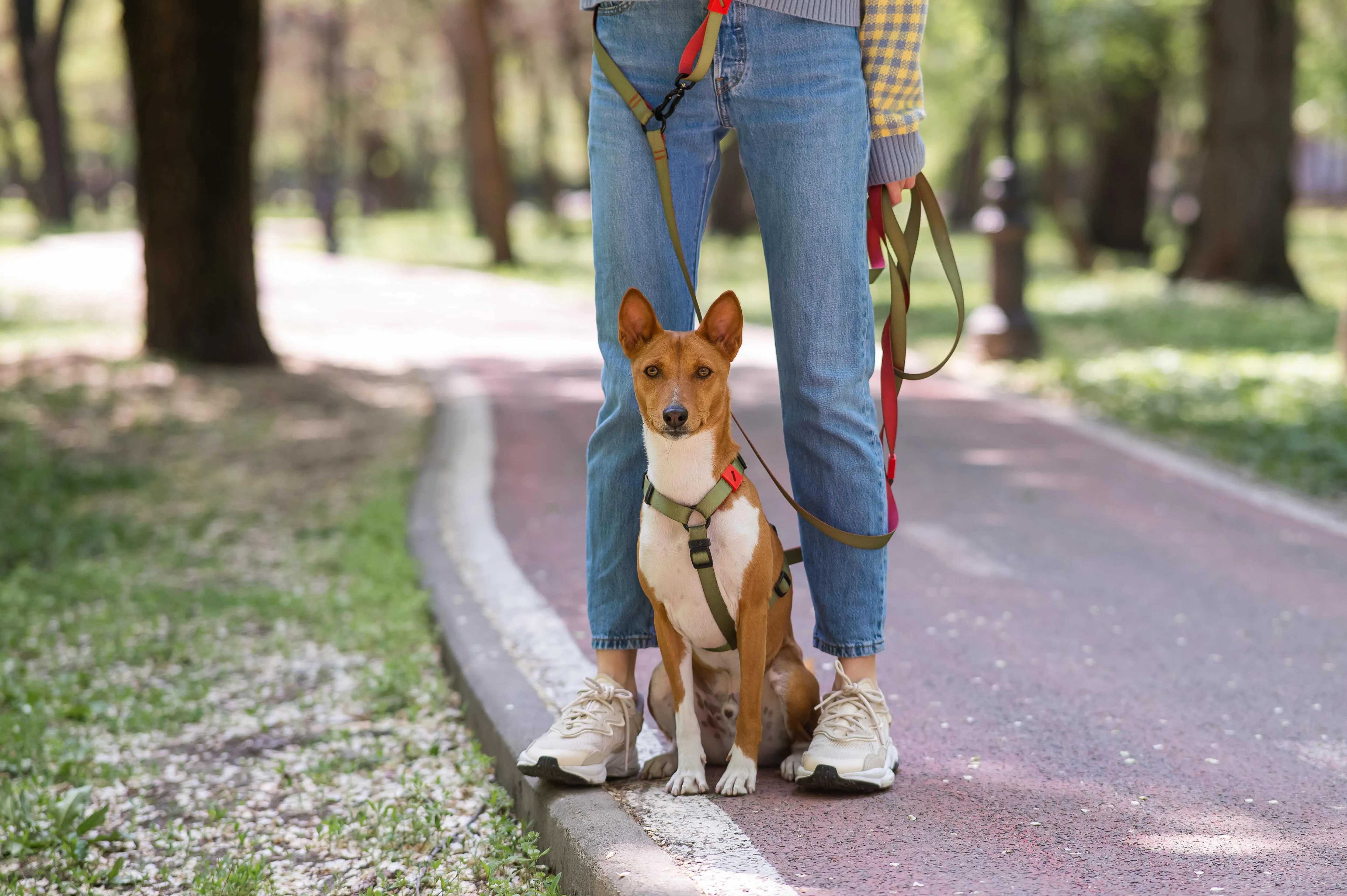 Energetic Basenji dog sitting attentively beside its owner outdoors