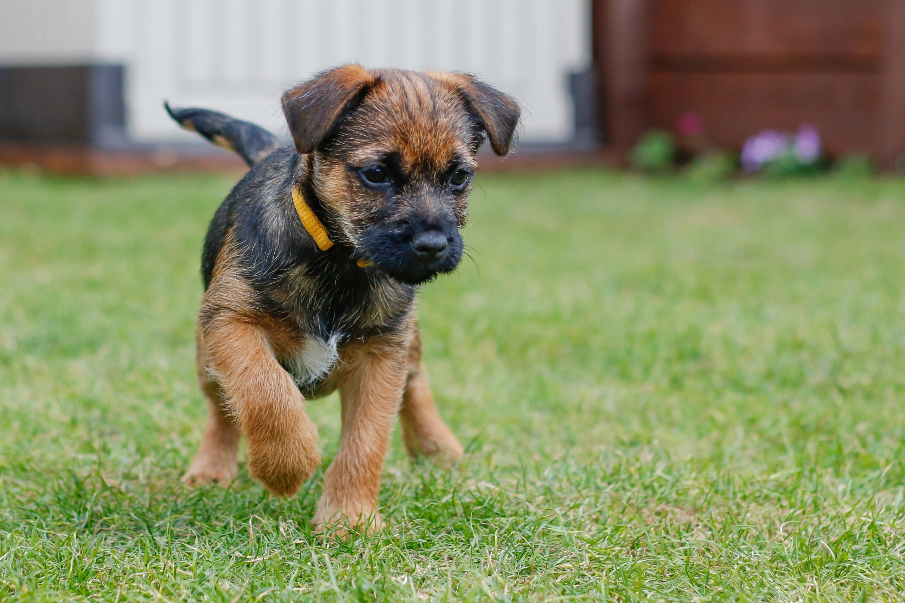 Energetic Border Terrier puppy playing in green grass