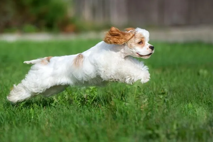Energetic Cocker Spaniel joyfully running through a green yard, illustrating a dog ignoring a recall cue or enjoying off-leash freedom.