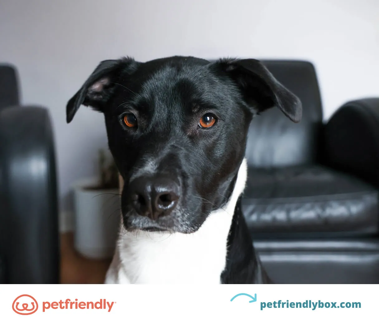 Energetic dog barking on cue for the 'speak' command, managing vocalization