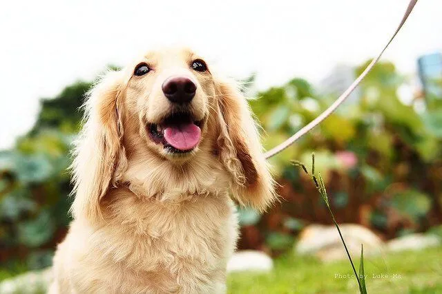 Energetic dog being walked by a professional dog walker in Fort Worth, emphasizing healthy exercise and potty breaks.
