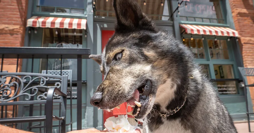 Energetic dog eagerly licking whipped cream from a complimentary pup cup, illustrating the joy of dog-friendly ice cream experiences.