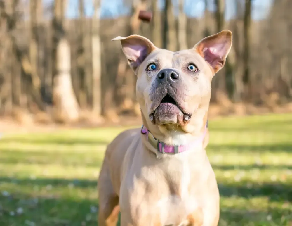 Energetic dog leaping to catch a training treat in mid-air.