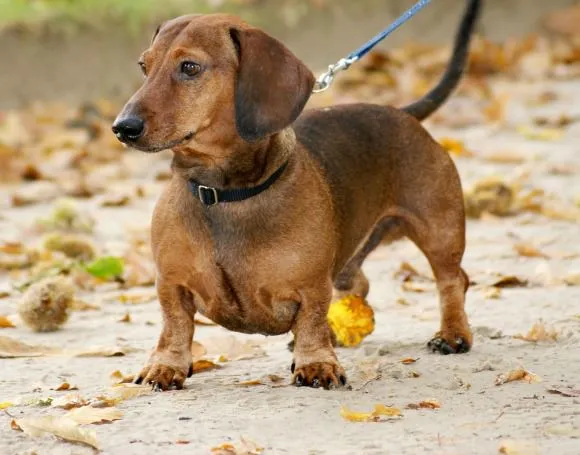 Energetic dog playing outdoors, symbolizing athletic dog breeds that don't shed.