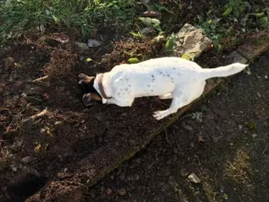 Energetic Jack Russell digging a large hole, demonstrating typical terrier excavation skills
