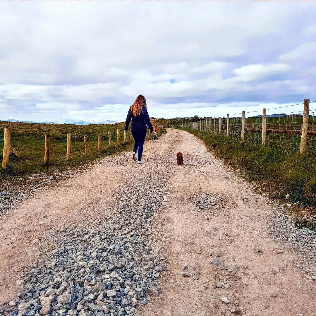 Energetic miniature dachshund puppy playing in a garden
