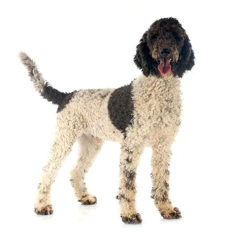 Energetic Portuguese Water Dog with a curly, waterproof coat splashing in water