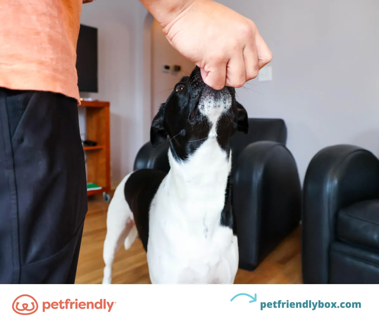 Energetic puppy happily running towards its owner, demonstrating the essential 'come' command for puppy safety and recall.