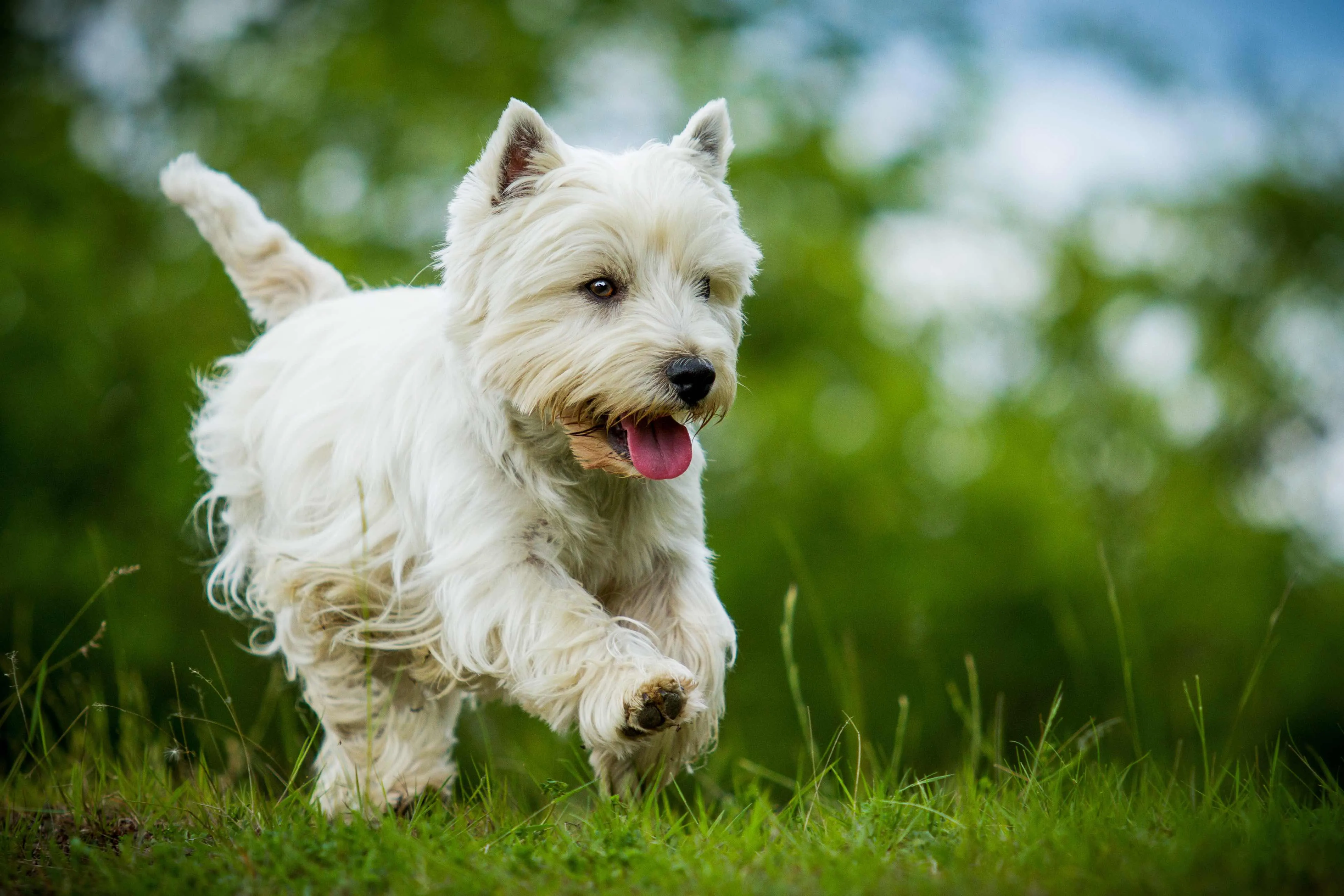 Energetic West Highland White Terrier running joyfully through green grass