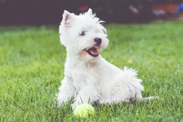 Energetic West Highland White Terrier with a coarse white coat, a low-shedding small dog