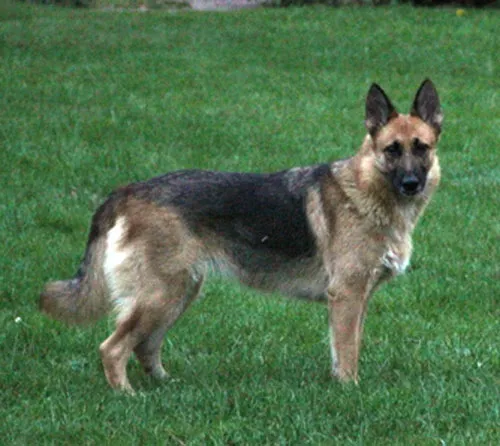 Energetic Zoey, a four-year-old German Shepherd seeking exercise