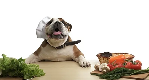 English Bulldog enjoying a small piece of fresh fruit in a garden setting