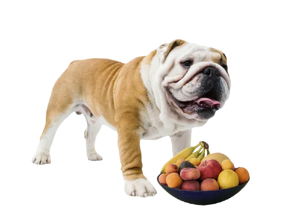 English Bulldog looking at a bowl of colorful fruits and vegetables