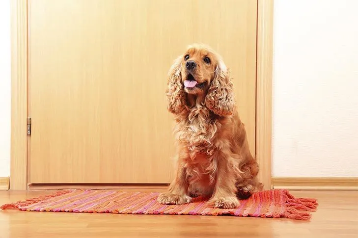 English Cocker Spaniel at an indoor bell, learning to signal to go out or come inside.