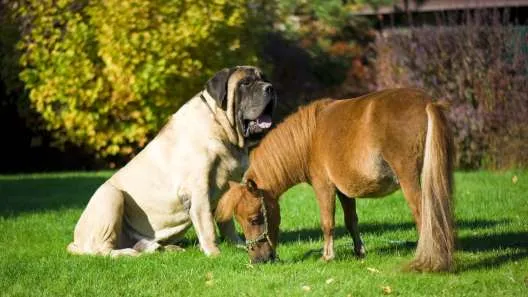 English Mastiff sitting next to a mini horse, illustrating the potential size and temperament variations in large breed mixes.