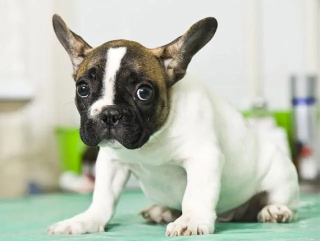 Essential pet first-aid kit supplies laid out, including wound spray, wipes, and bandages for dog wound care.