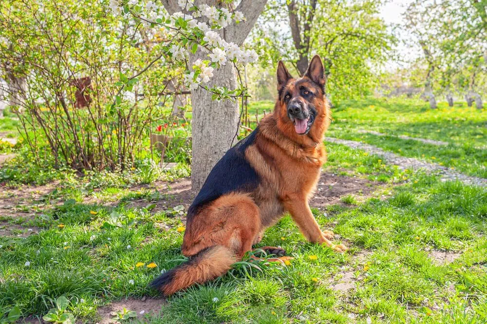 European German Shepherd with a straighter back