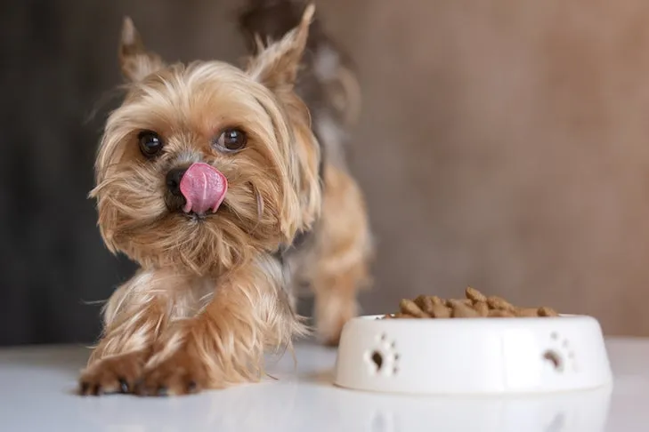 Excited Yorkshire Terrier anticipating a delicious meal, possibly with a tempting dog food topper.