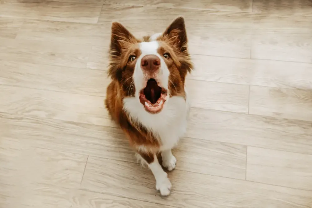Expressive dog barking or "speaking" on command, showcasing vocal training.