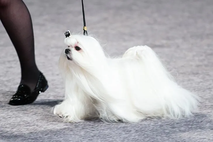 Exquisite Maltese dog presenting itself at the AKC National Championship.