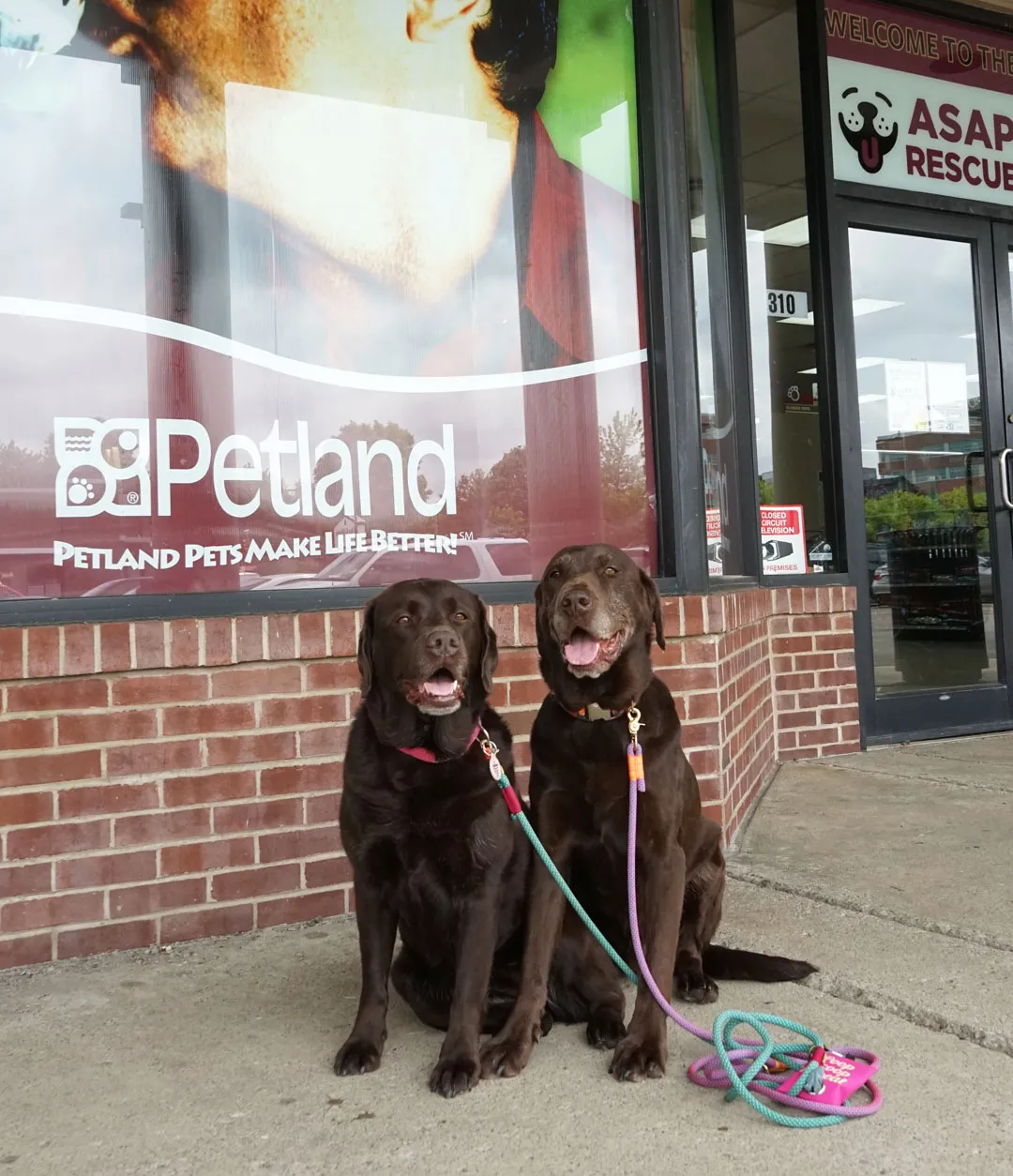 Exterior view of Petland Village of Eastside, a local retailer stocking Stella &amp; Chewy dog food