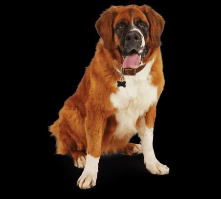 Extra-large Saint Bernard dog looking majestic and well-groomed
