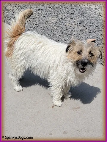 Faith - female Jack Russell Terrier