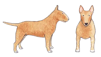 Fawn Bull Terrier