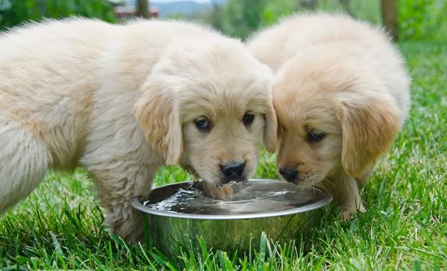 Female puppies drinking water from a bowl, reducing the risk of urinary tract infections