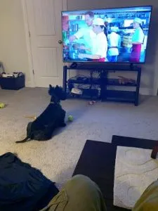 Finley, a sophisticated Scottie, watching a cooking show