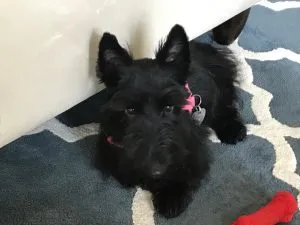 Fiona, a young Scottie, after her first haircut