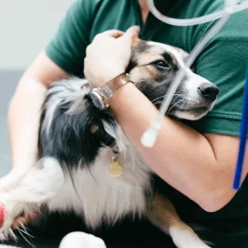 First aid cross icon, representing emergency services available at a veterinary hospital.
