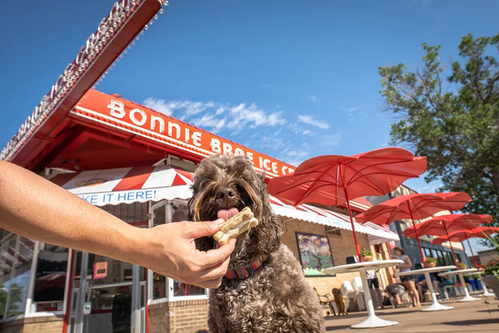 Fluffy Australian Labradoodle enjoying a sweet treat from a dog-friendly ice cream shop, showcasing a joyful outdoor dining experience.