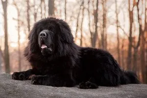 Fluffy black Newfoundland dog, a gentle giant with a love for water.