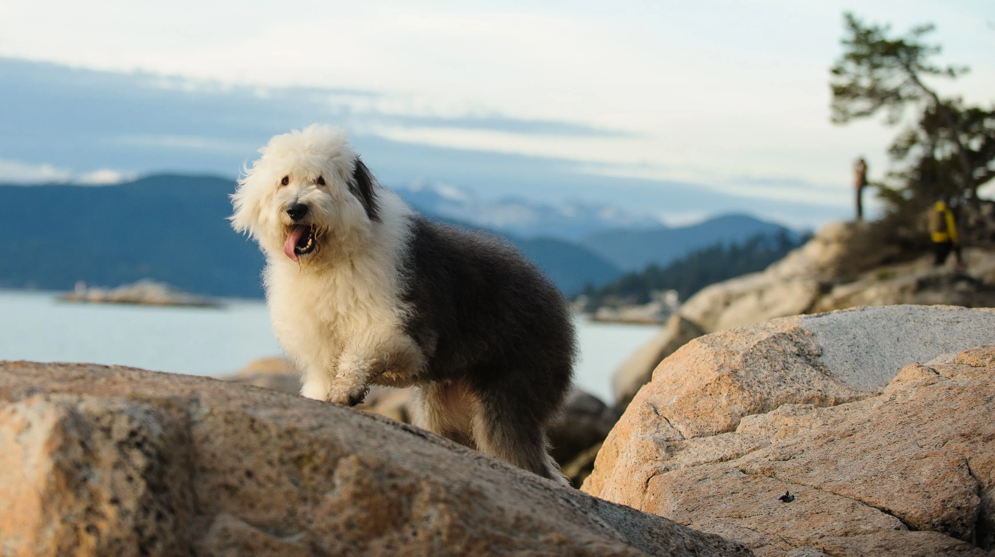 Fluffy Old English Sheepdog posing on rocky terrain with a scenic background