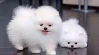 Fluffy Pomeranian puppies, small companions available in Bangalore