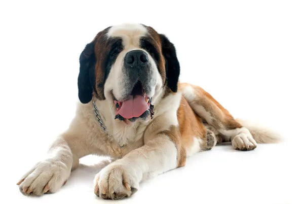 Fluffy Saint Bernard with characteristic facial features, a friendly and gentle giant dog for colder Indian regions.
