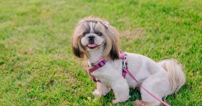 Fluffy Shih Tzu with a friendly expression