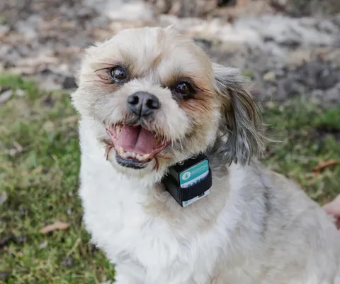 Fluffy Small Dog Smiling with a Citronella Bark Collar