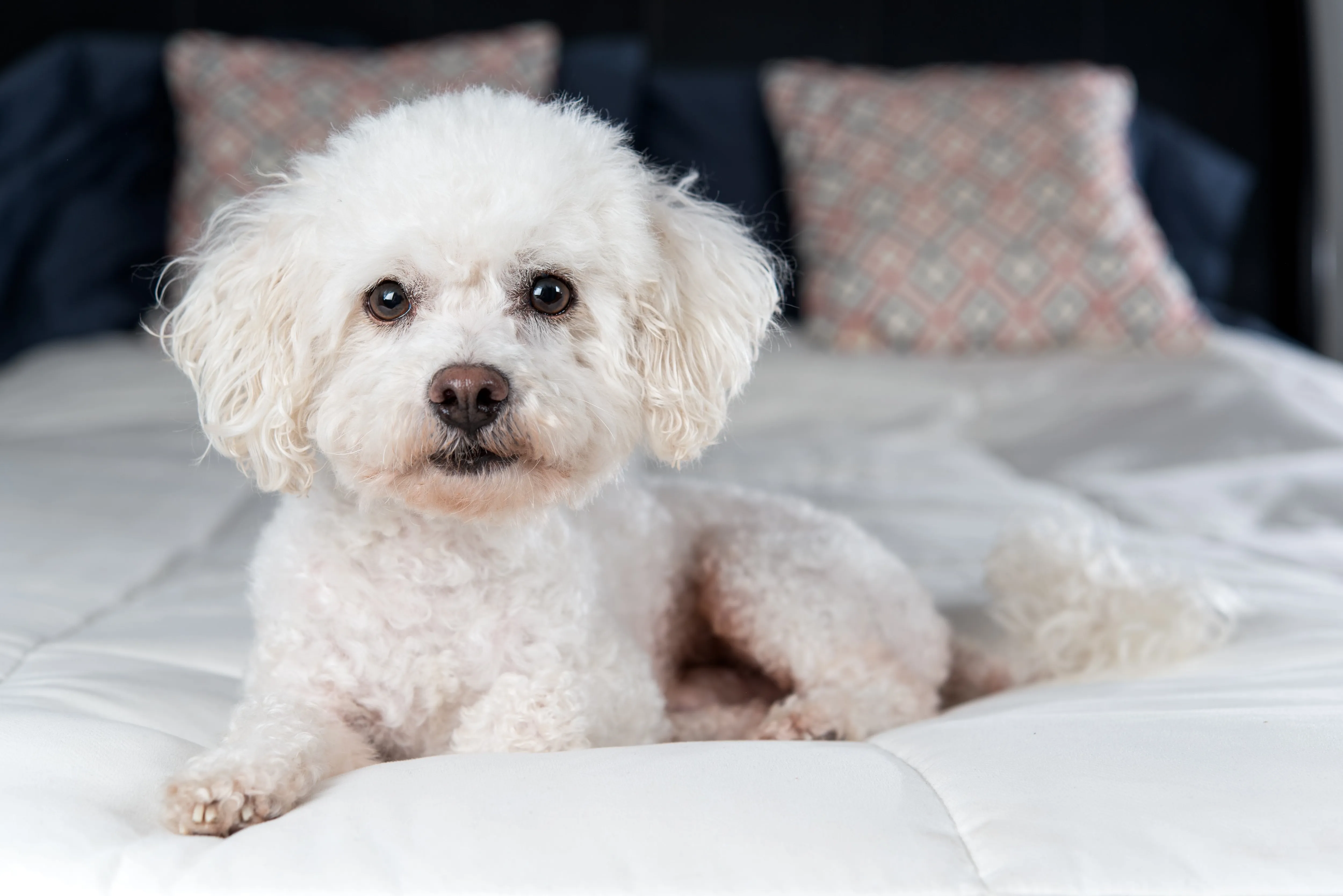 Fluffy white Bichon Frise dog resting comfortably on a soft bed