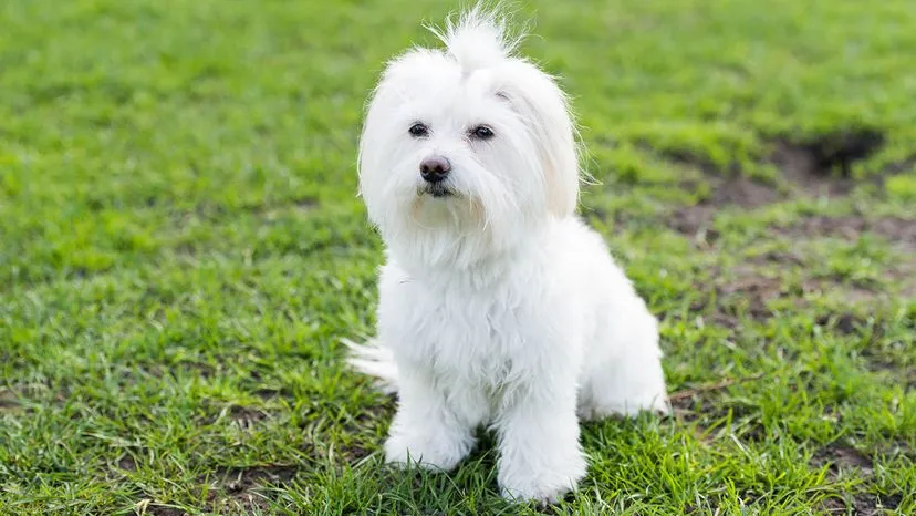 Fluffy white Maltese dog with long, silky hair