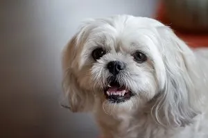 Fluffy white Maltese with flowing hair, an affectionate and non-shedding lap dog.